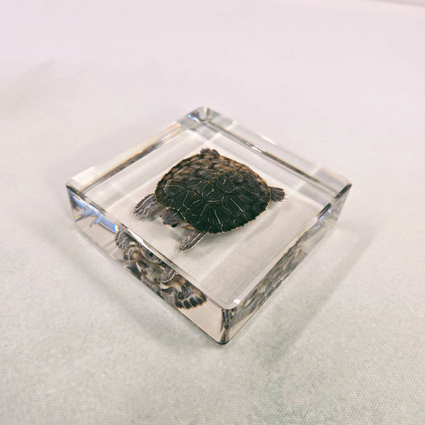 Turtle in 97mm Square Resin Block