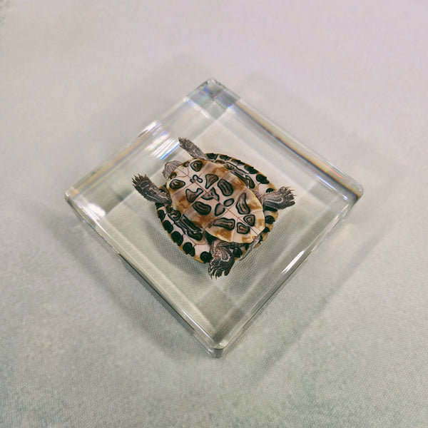 Turtle in 97mm Square Resin Block