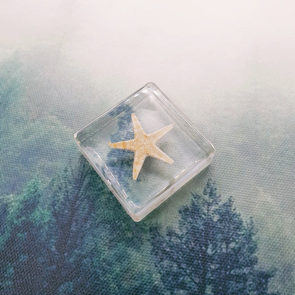 Starfish Embedded in 38mm Square Resin Block