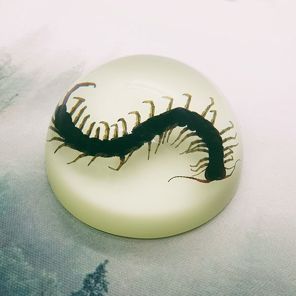 Centipede in 88mm Glow Resin Dome