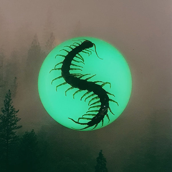 Centipede in 88mm Glow Resin Dome