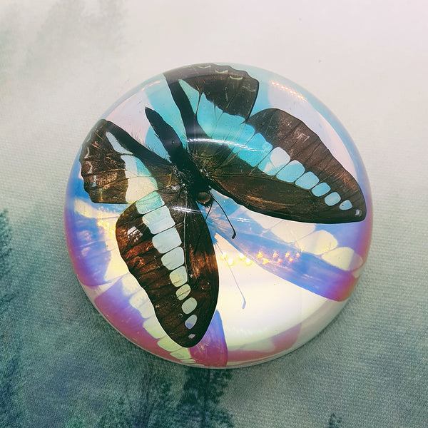 Common Bluebottle Butterfly in 88mm Iridescent Resin Dome