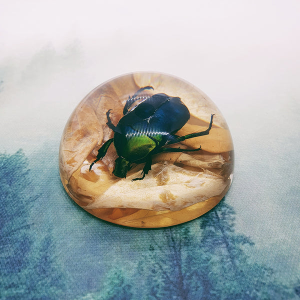 Green Rose Chafer Beetle With Leaves in 63mm Resin Dome