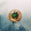 Green Rose Chafer Beetle With Leaves in 63mm Resin Dome