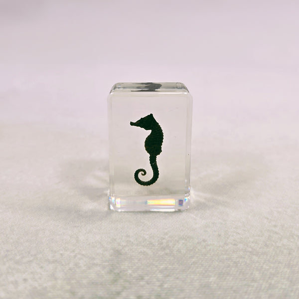 Sea Horse Embedded in Resin 44mm