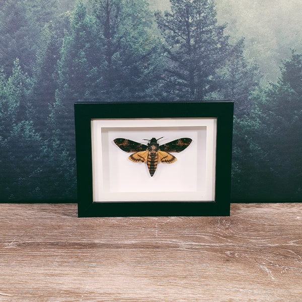 Butterfly & Moth Frames
