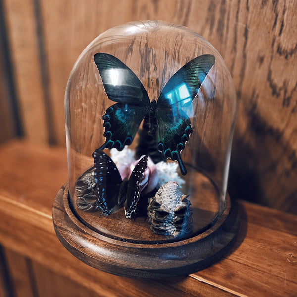 Alpine Black Swallowtail and Charaxes Butterfly In Large Dome