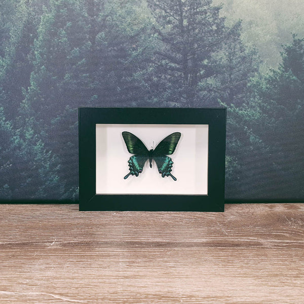 Papilio Maackii Alpine Black Swallowtail Butterfly (Summer) In Frame