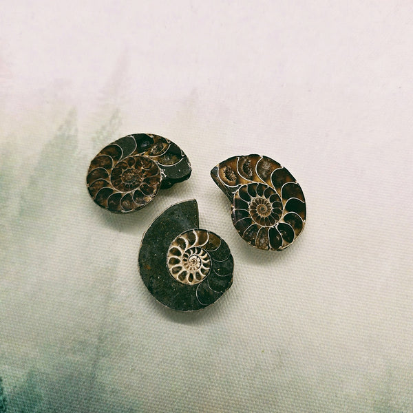 Natural Ammonite Fossil Half