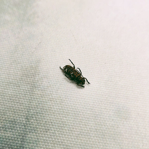 Longhorn Beetle (Apomecyna Cretacea) Dehydrated Specimen