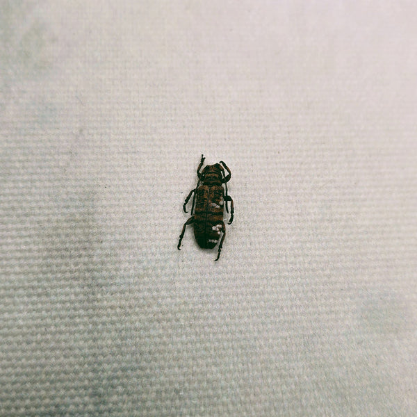 Longhorn Beetle (Apomecyna Cretacea) Dehydrated Specimen