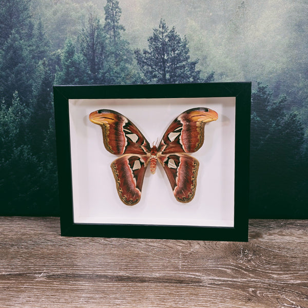 Attacus Atlas Giant Atlas Moth in Large Frame