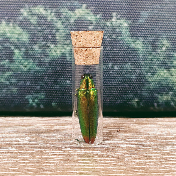 Beetle Displayed in 45mm Glass Tube