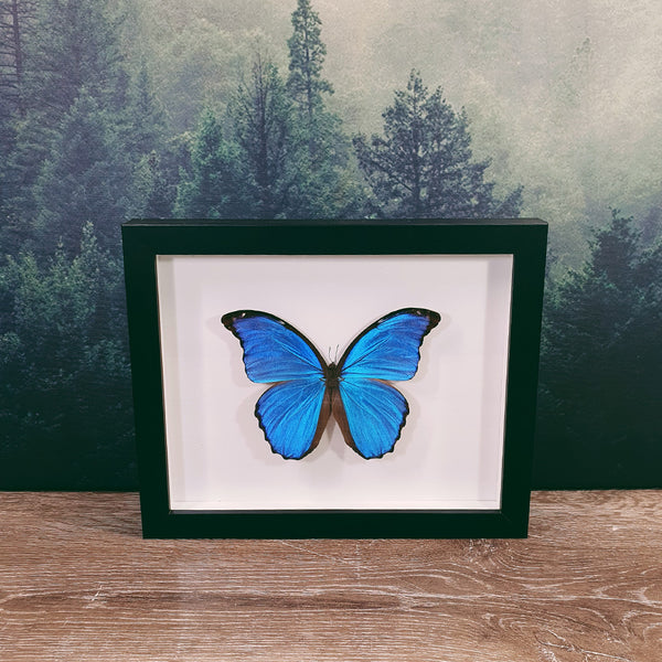 Morpho Didius Giant Blue Morpho Butterfly In Frame