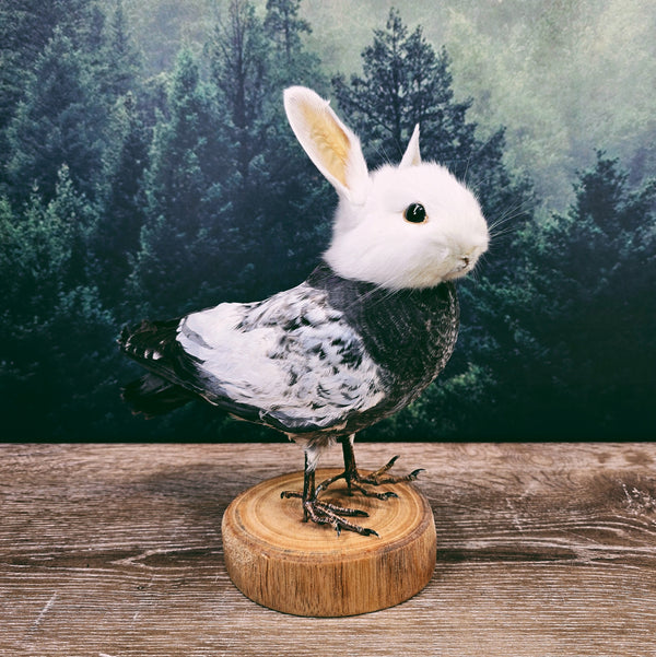 Taxidermy Bunny Bird on Wooden Stand - Grey and White