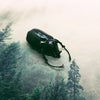 Atlas Beetle (Chalcosoma Atlas) Dehydrated Specimen