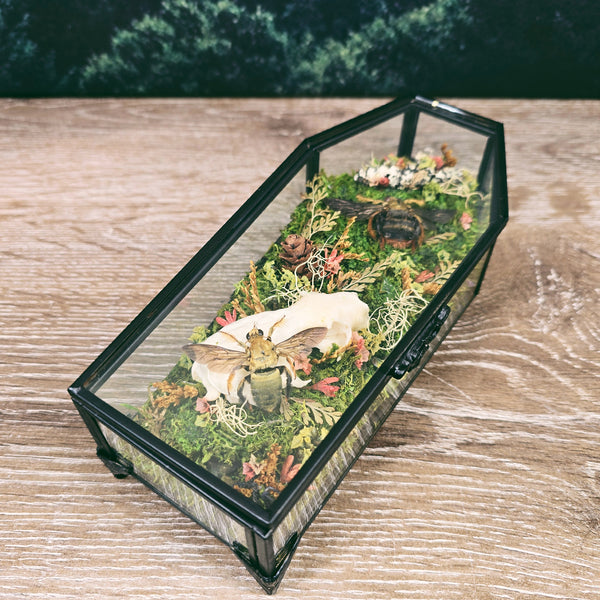 Mink Skull & Carpenter Bees with Dried Botanicals in Glass Coffin