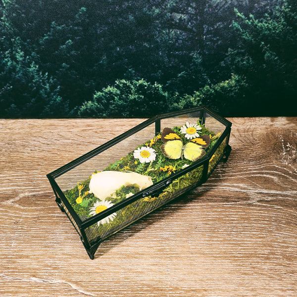 Mink Skull + Yellow Butterfly in Glass Coffin