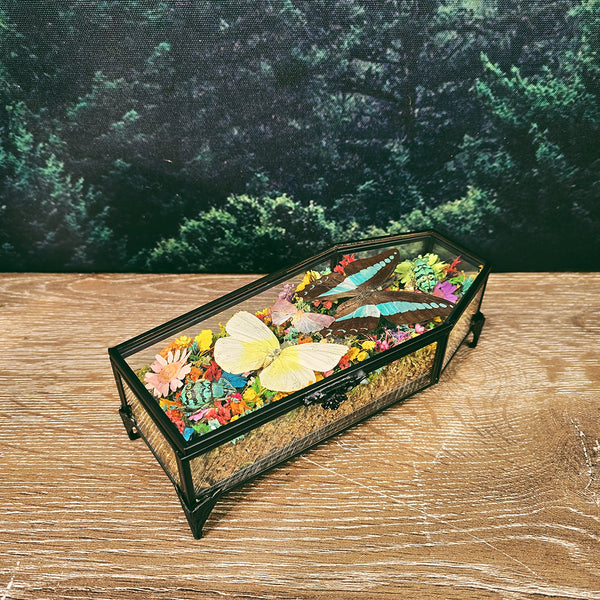 Butterflies & Insects with Rainbow Botanicals in Glass Coffin