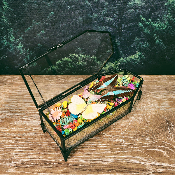 Butterflies & Insects with Rainbow Botanicals in Glass Coffin