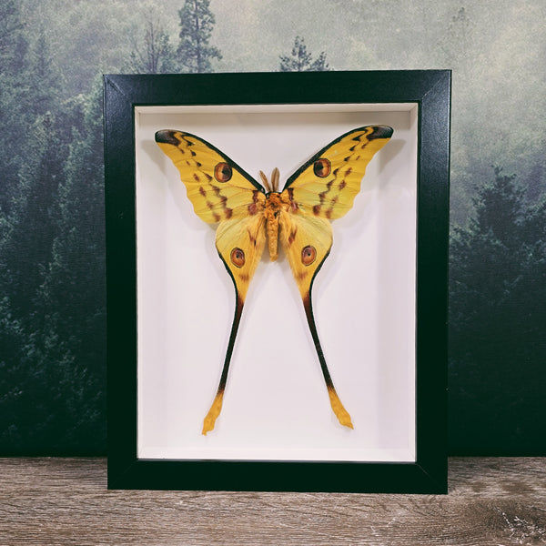 Argema Mittrei Comet Moth in Large Frame