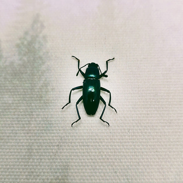 Fungus Beetle (Coptengis Sheppardi) Dehydrated Specimen