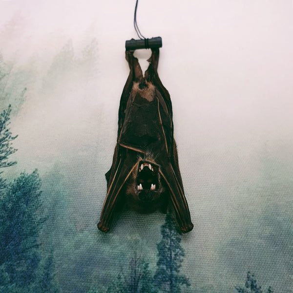 Minute Fruit Bat (Cynopterus Minutus) - Hanging