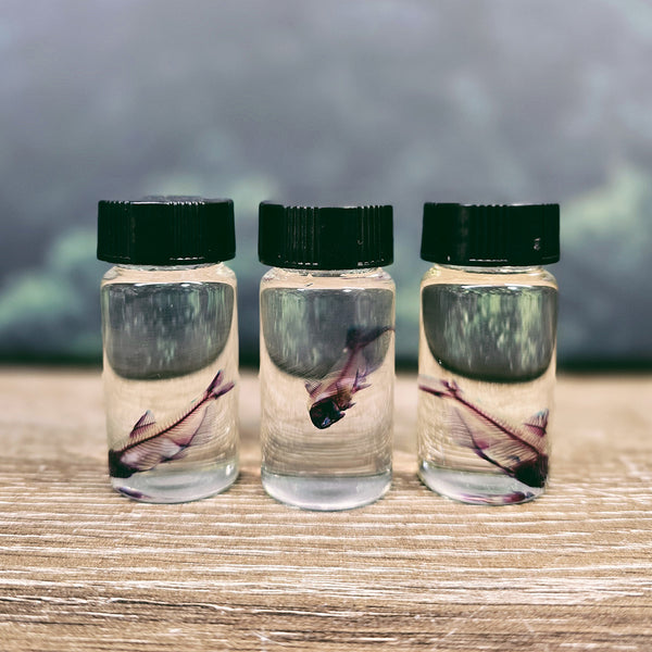 Diaphonised Tropical Fish in 6cm Glass Vial