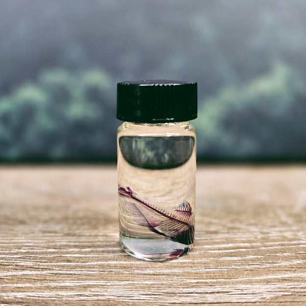Diaphonised Tropical Fish in 6cm Glass Vial