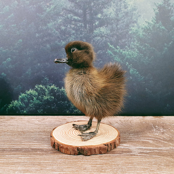 Taxidermy Black Duckling on Wood Slice