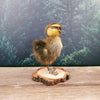 Taxidermy Striped Duckling on Wood Slice
