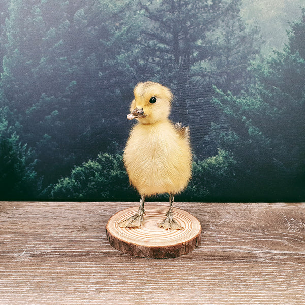 Taxidermy Yellow Duckling on Wood Slice