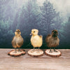 Taxidermy Yellow Duckling on Wood Slice