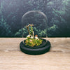 Finch Skull on Moss Environment in 13cm Glass Dome