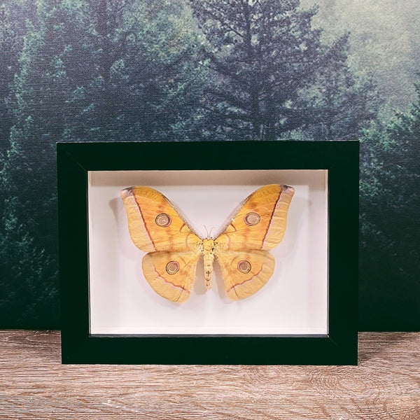 Antheraea Frithi Forgotten Tasar Moth in Frame