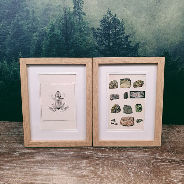 Naturalist Print in 17x22cm Oak Look Frame | Plants, Animals, Minerals  $24.00