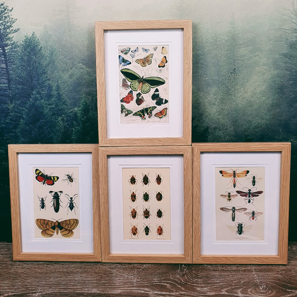 Naturalist Print in 17x22cm Oak Look Frame | Insect Life