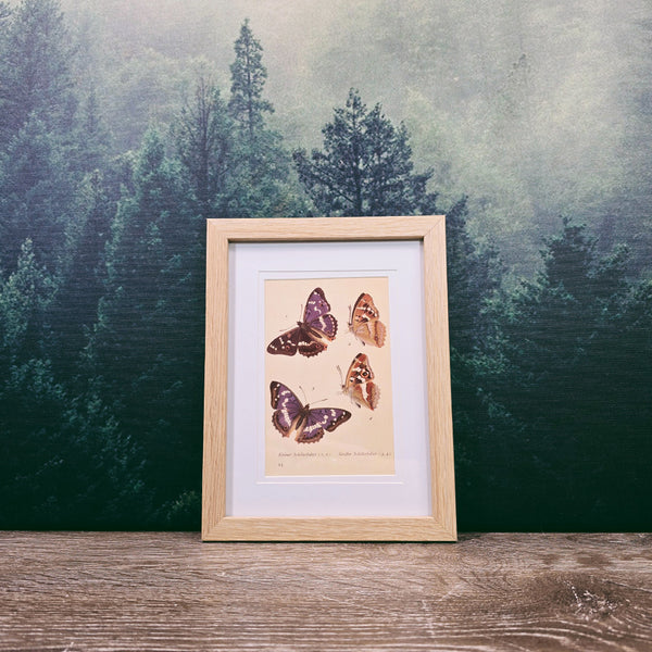Naturalist Print in 17x22cm Oak Look Frame | Insect Life