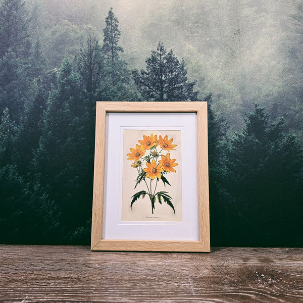 Naturalist Print in 17x22cm Oak Look Frame | Plants, Animals, Minerals  $24.00