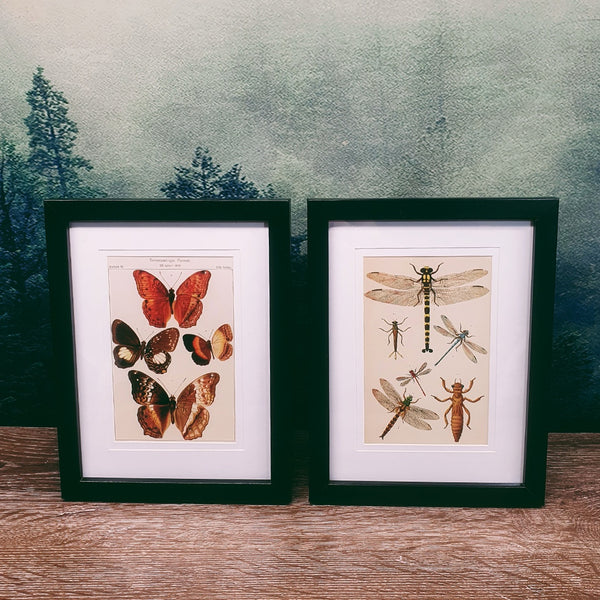 Naturalist Print in 17x22cm Black Frame | Insect Life
