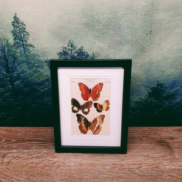 Naturalist Print in 17x22cm Black Frame | Insect Life
