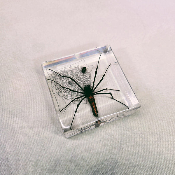 Grimace Spider Embedded in 75mm Square Resin Block