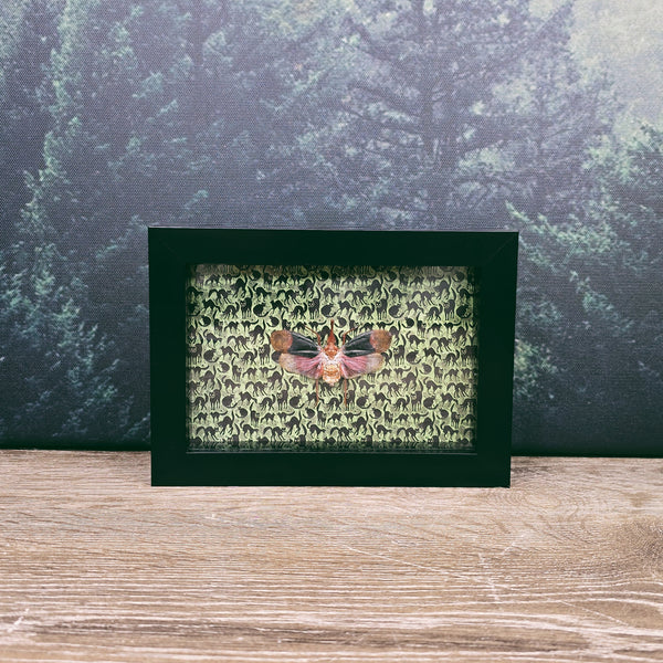 13x18cm Halloween Frame - Black Cat Pyrops Detanii Lanternfly