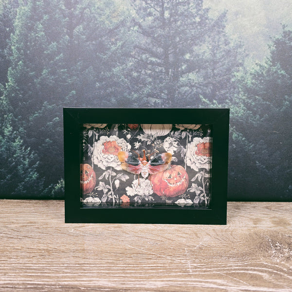 13x18cm Halloween Frame -Floral Pumpkin Pyrops Detanii Lanternfly