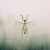 Giant Praying Mantis (Hierodula Patellifera) Dehydrated Specimen - Green Male