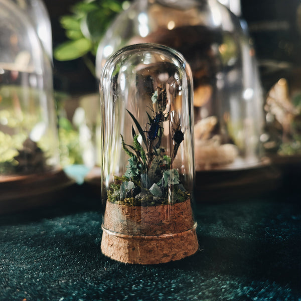 Insect Garden in 8cm Cork Dome