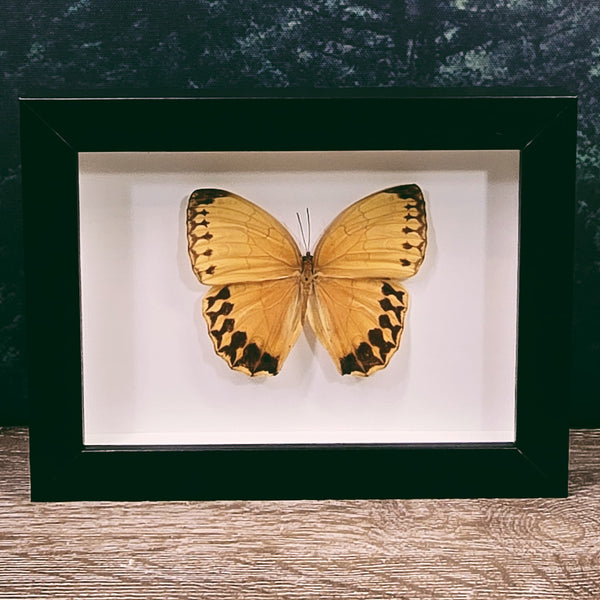 Stichophthalma Formosana Jungle Queen Butterfly in Frame