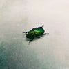 Green Stag Beetle (Lamprima Adolphinae) Female Dehydrated Specimen
