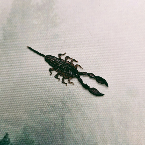 Dwarf Wood Scorpion (Liocheles Australasiae) Dehydrated Specimen