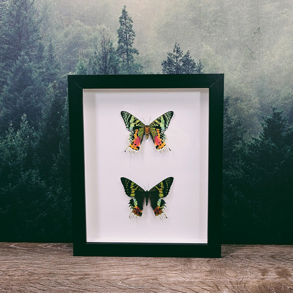 Chrysiridia Rhipheus Sunset Moth Pair in Large Frame
